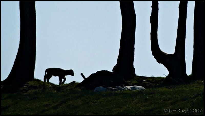 Lamb crossing