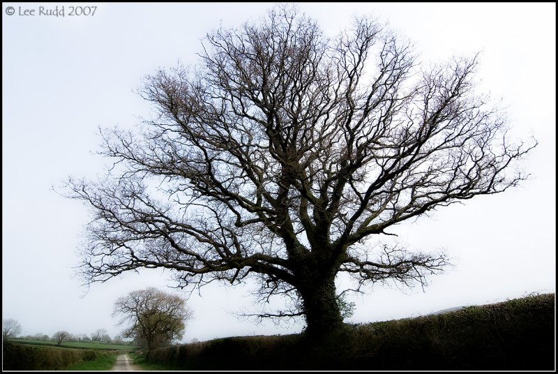 Tree Lined