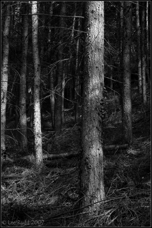 Woodland View