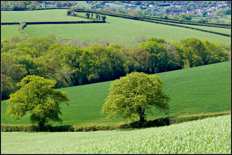 Pair in Green