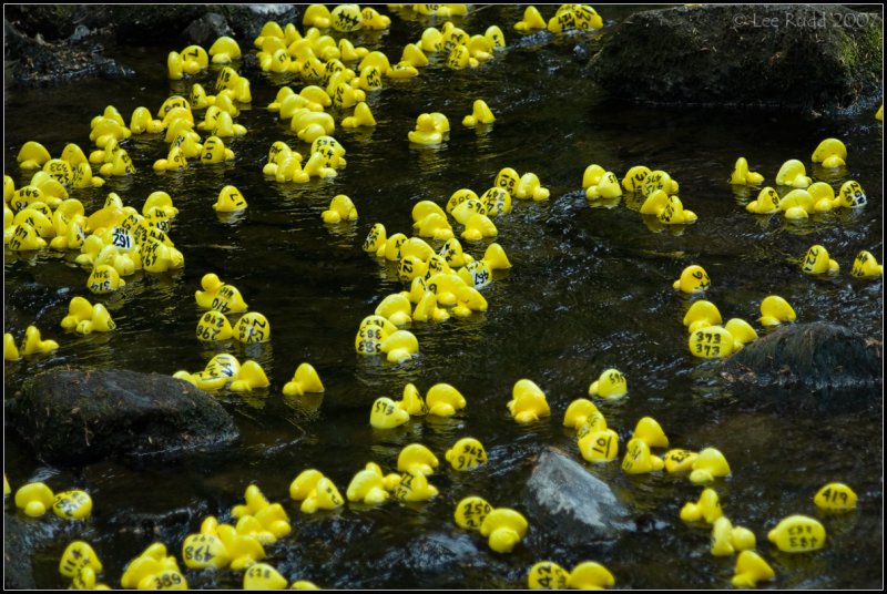 Luv a Duck!