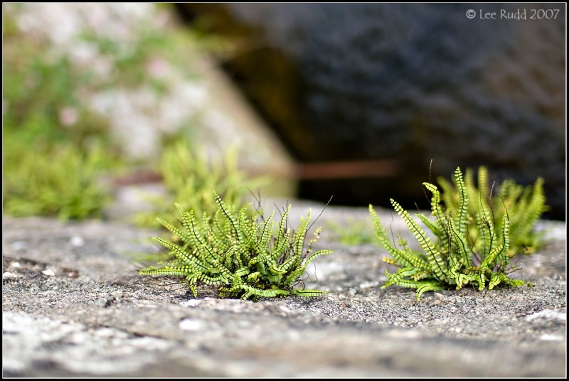 Over the Edge