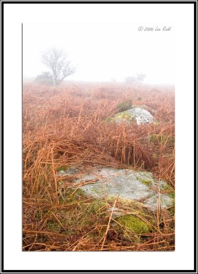 Fog on the Moor