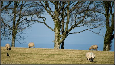 Grazing