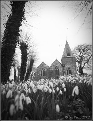 Churchyard Snowdrops