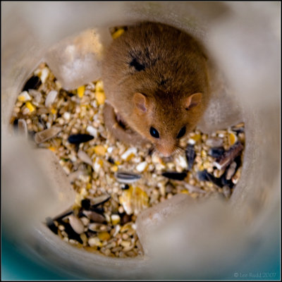 Trapped Dormouse