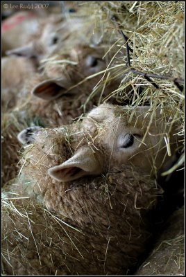 Are Ewe Feeding?