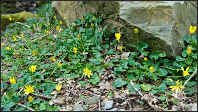 Celandine