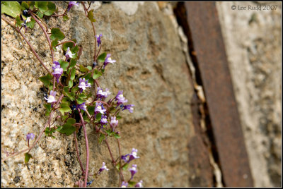 Outcrop