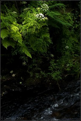 Fern Beam