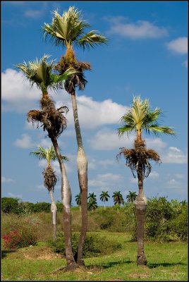 Pregnant Palms