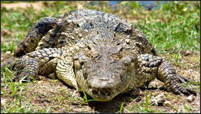 Sun Baked Croc