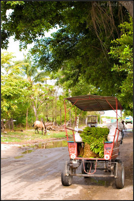 Banana Truck