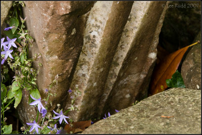 Amongst the stonework