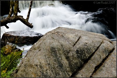 Tree Rock Water