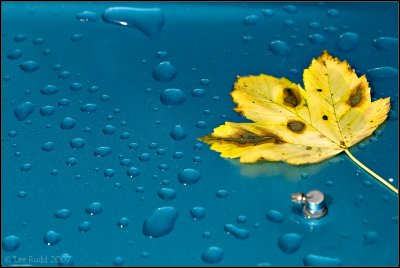 Leaf and Ocean