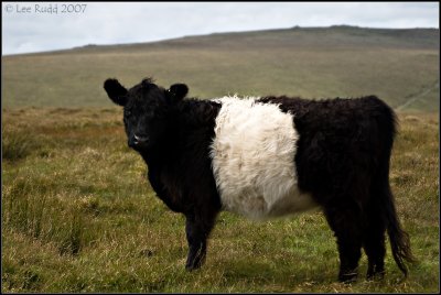 Belted Galloway