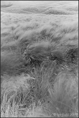 Flowing Grasses