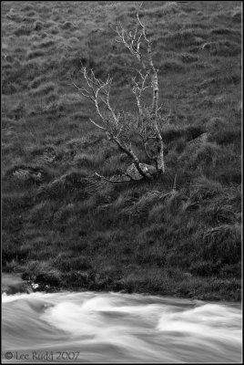 Lone Tree and Stream