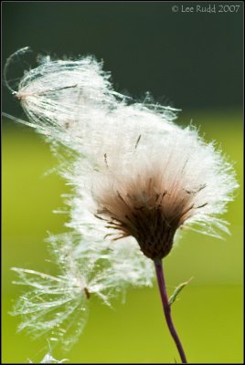 Bad Hair Day