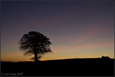 Tree and Sunrise