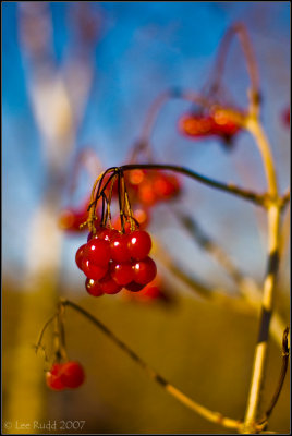 Last of the Berries