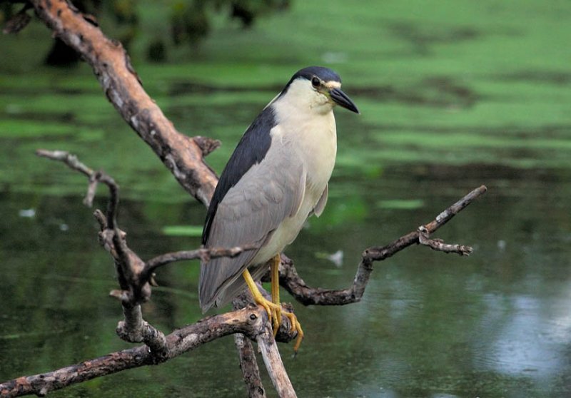 Black-crowned Night-heron