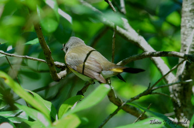 Grand Isle Bird Migration 2013