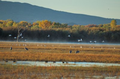 Fly Out at the Bosque