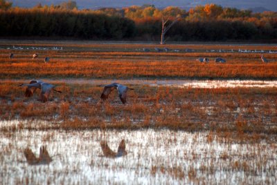 Snow Geese Flyout