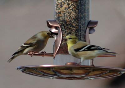 Finches