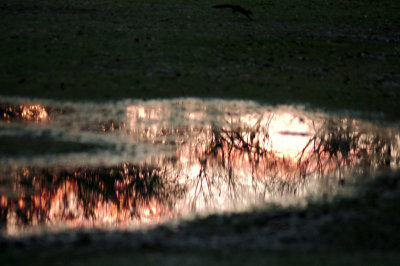 Sunset Reflected in a Puddle