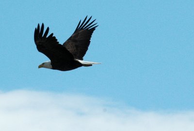 Eagle in Flight