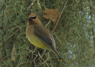 Cedar Waxwing on Spanish Moss