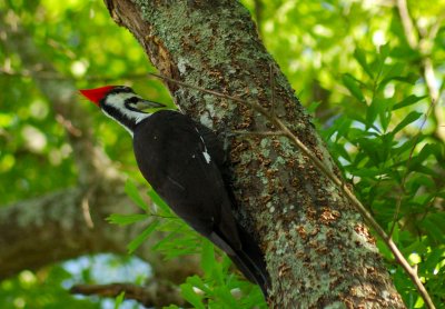 Pileated Woodpecker