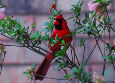 Cardinal on the Azaleas