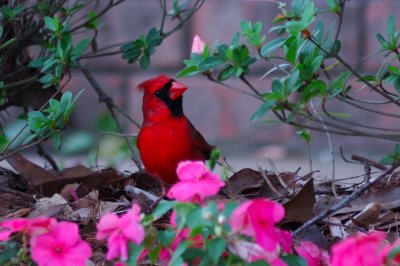 Cardinal in the Garden