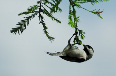 Chickadee and Cypress Tree