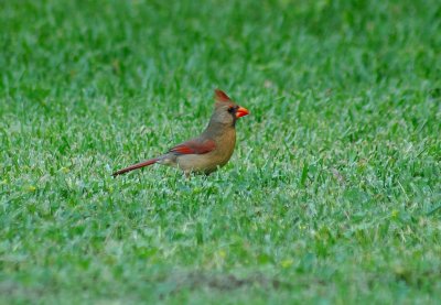 Female Cardinal