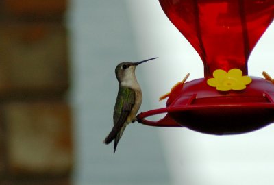 Female Ruby-throated Hummingbird??