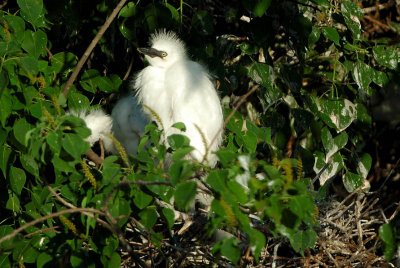 Snowy Egret Baby