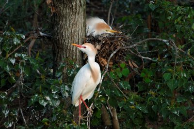 Cattle Egrets