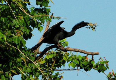 Anhinga?