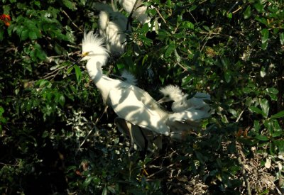 Snowy Egret