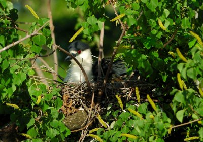 Black-Crowned Night-Heron