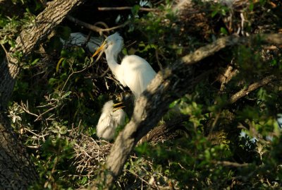 Great Egret and Baby