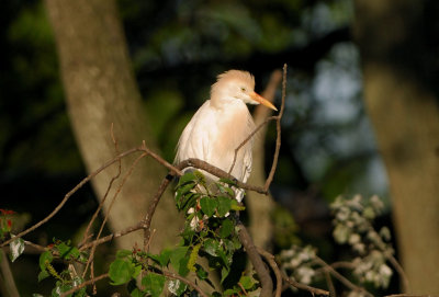 Cattle Egret in the Morning Light