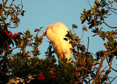 Great Egret in the Morning Light