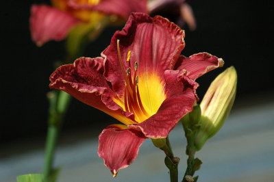 Day lily - Quest for Excalibur