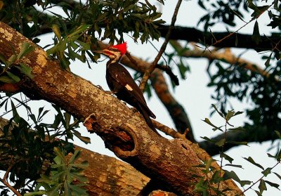 Woodpecker in the Evening Light